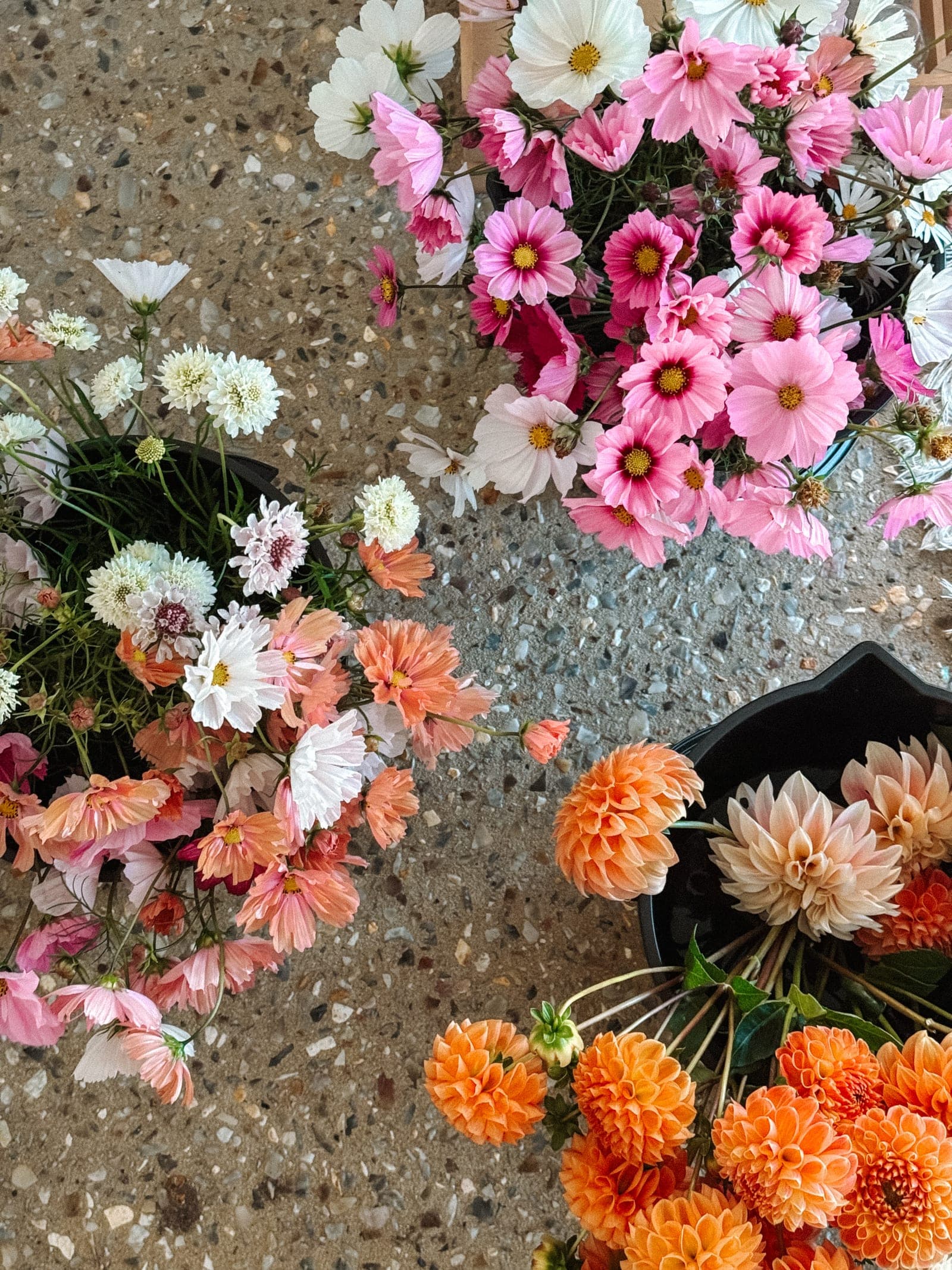 Buckets of just-cut cosmos, scabiosa and dahlias sorted by colour.