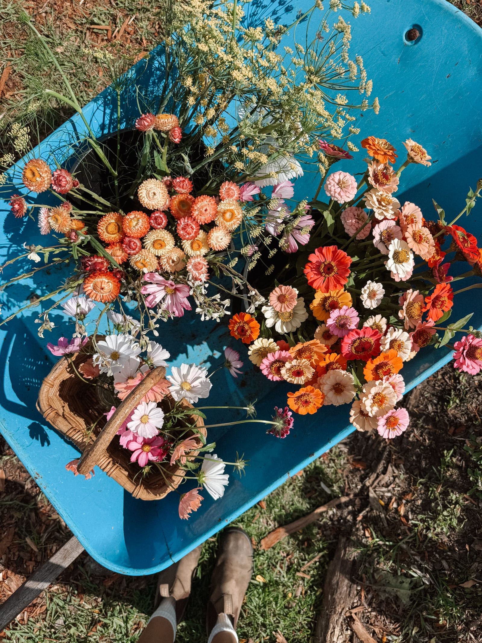 A barrow filled with just-cut strawflower, zinnias and cosmos on a picking morning.