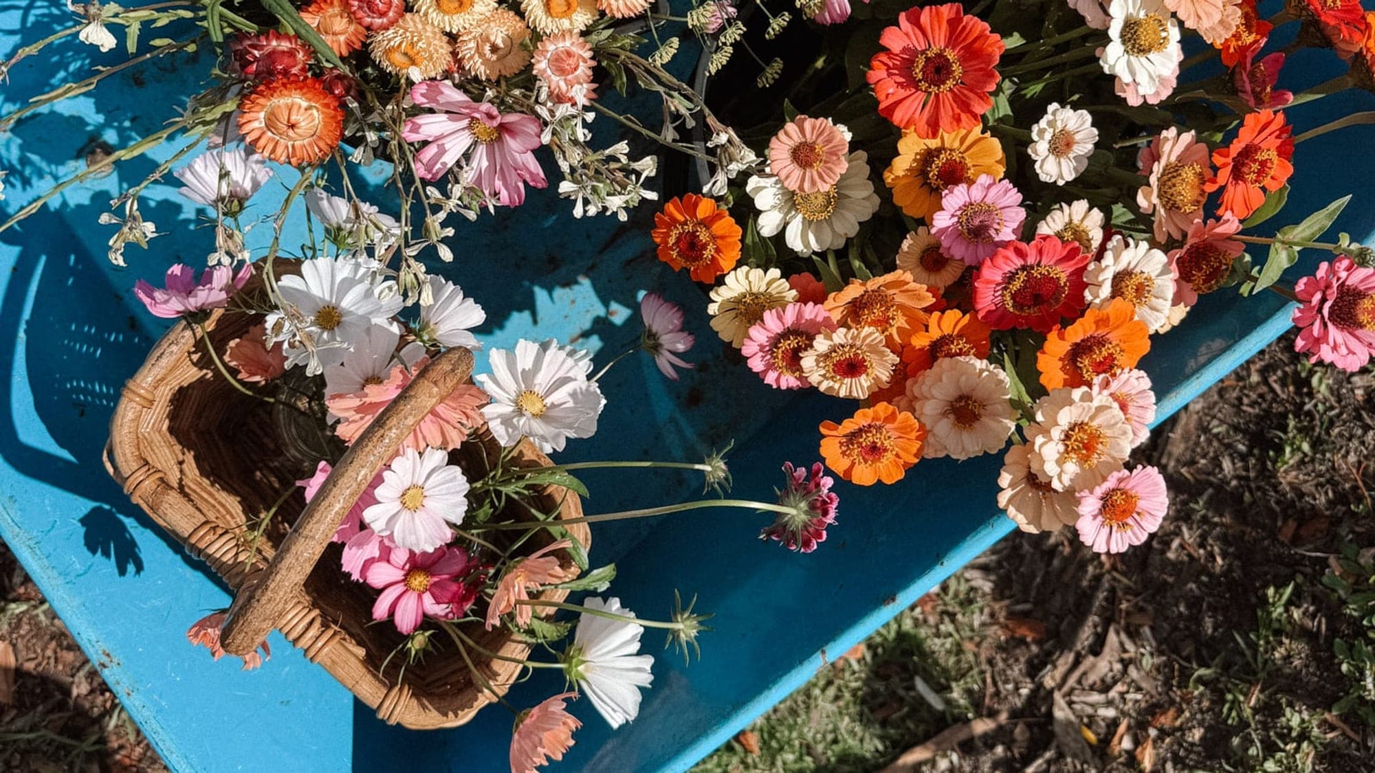 A barrow and basket loaded with just-cut zinnias, cosmos and strawflower.