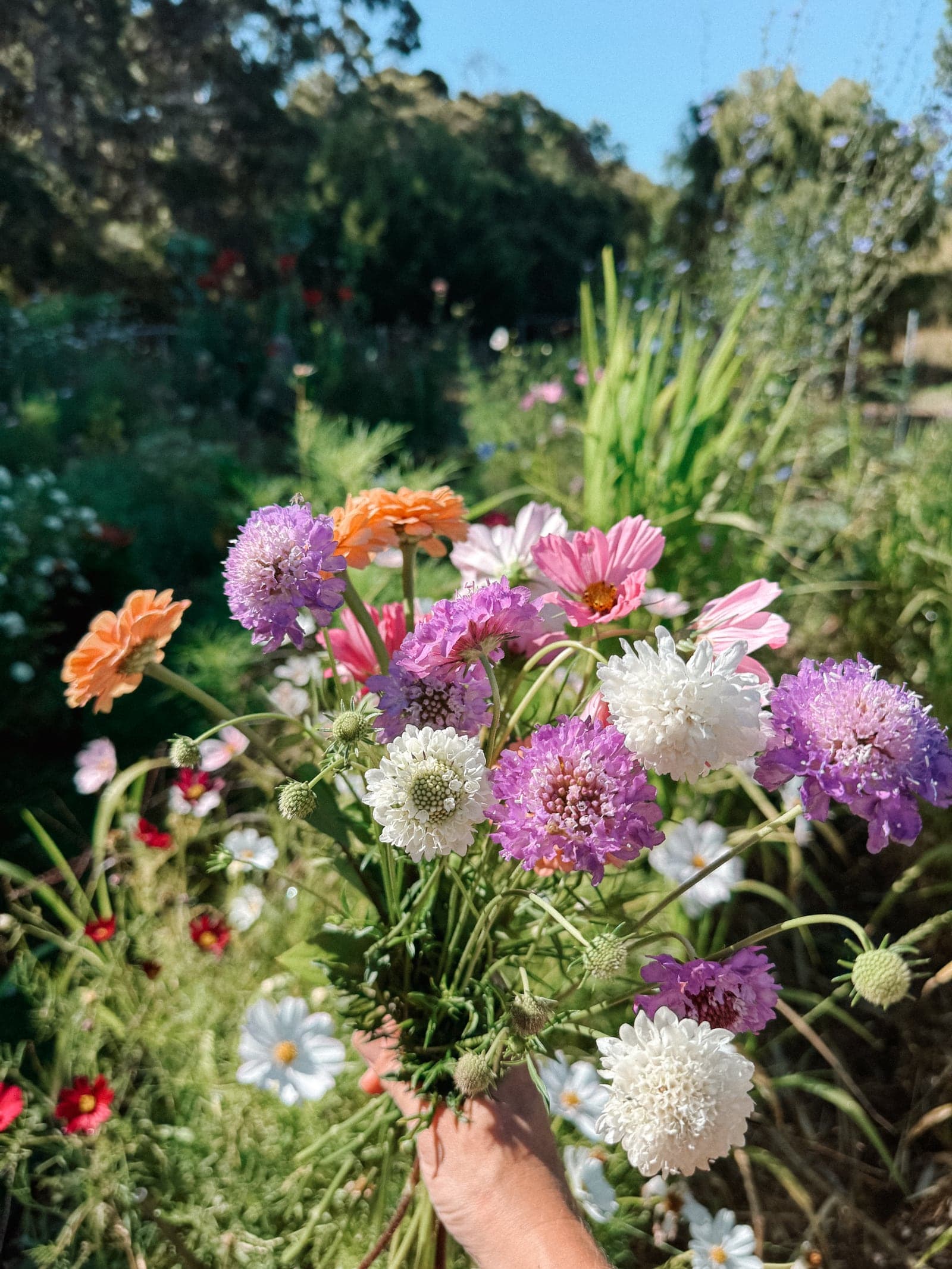 A just-cut garden bunch held in the rows — scabiosa, cosmos and zinnias.