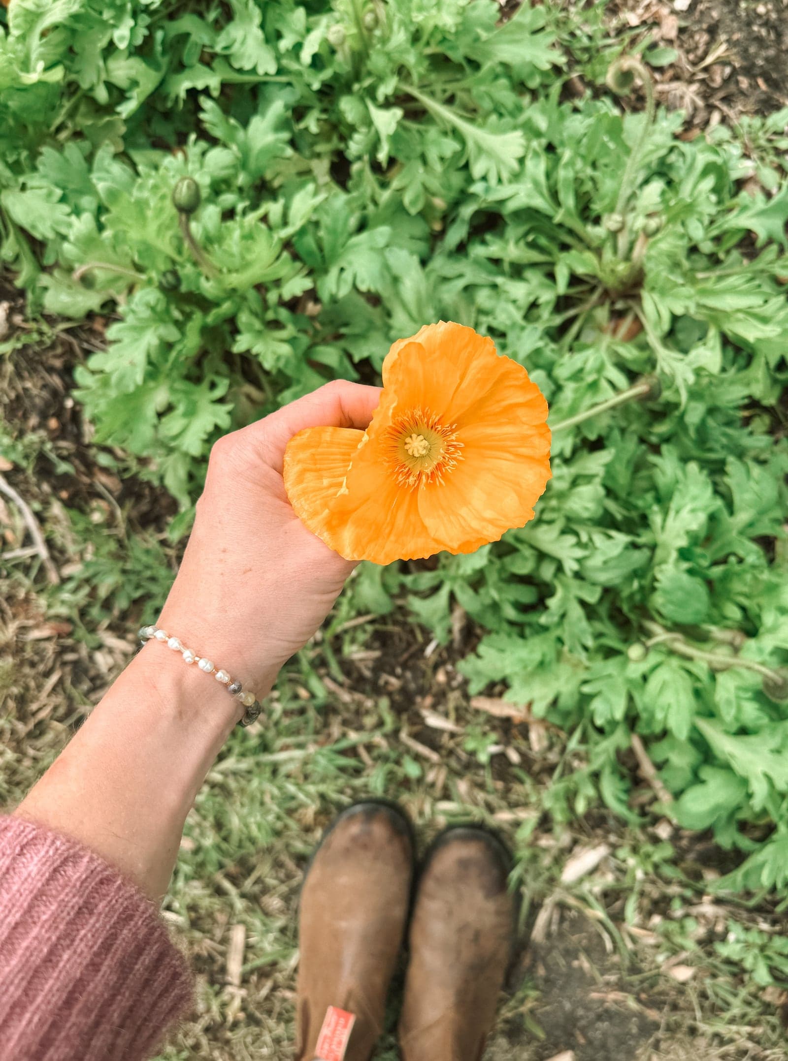 A bright orange Iceland poppy held over the bed it was picked from.