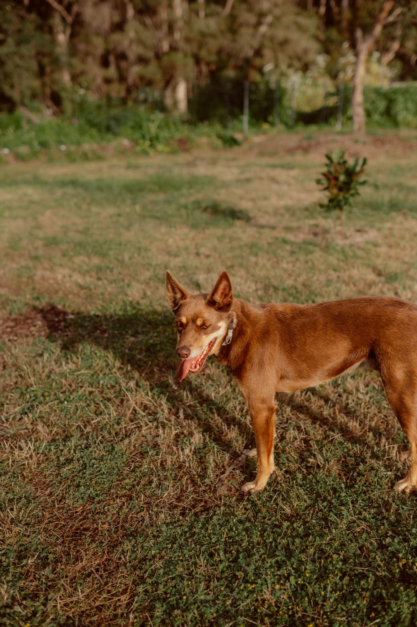 The kelpie sitting upright in the paddock at sunrise — a still from the YouTube channel.