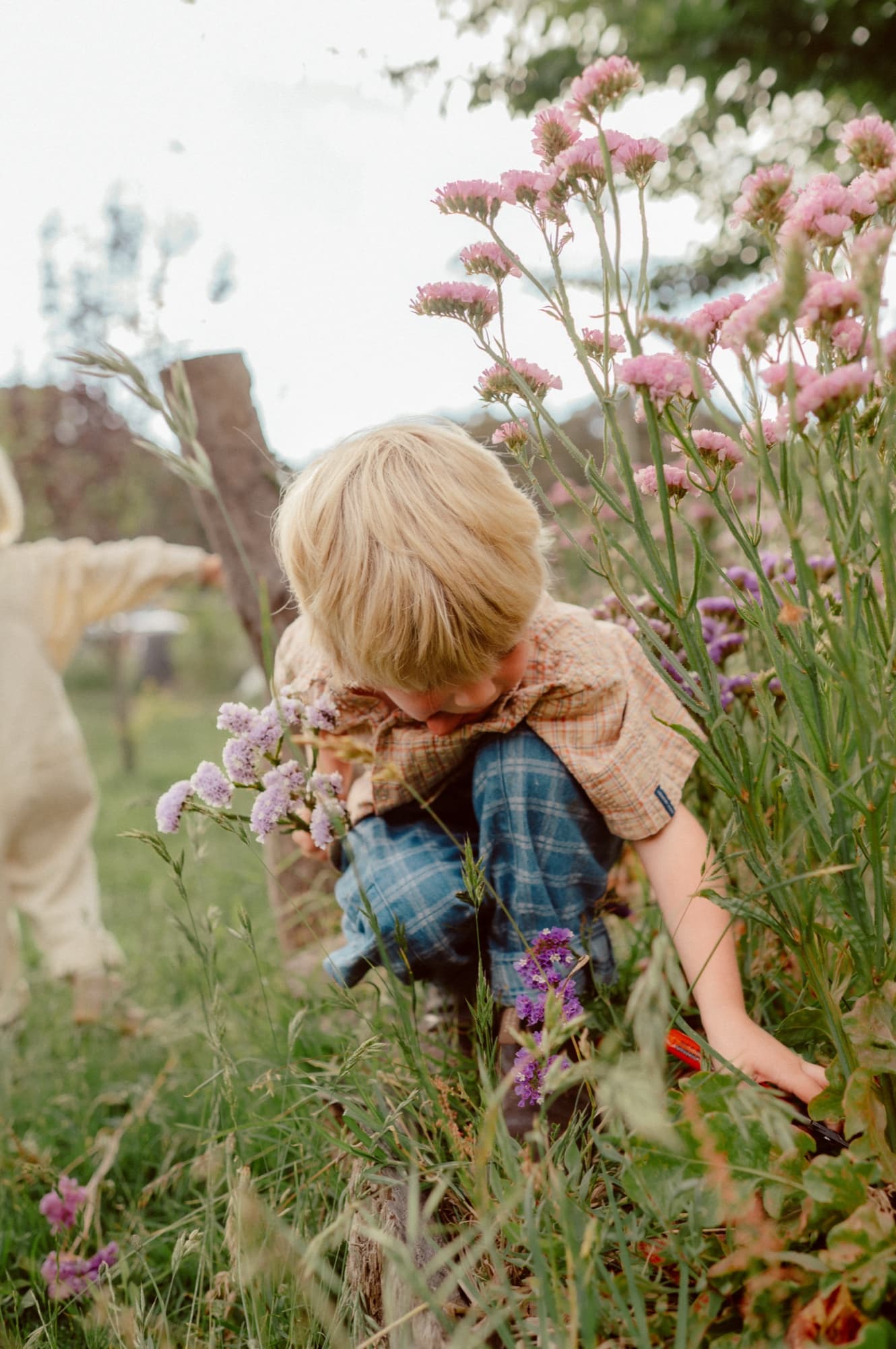 A son leaning into the pinks to smell them.