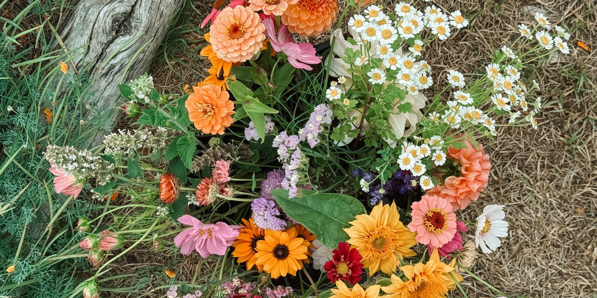 A just-cut bouquet of zinnias, sunflowers, feverfew and statice laid on the grass.