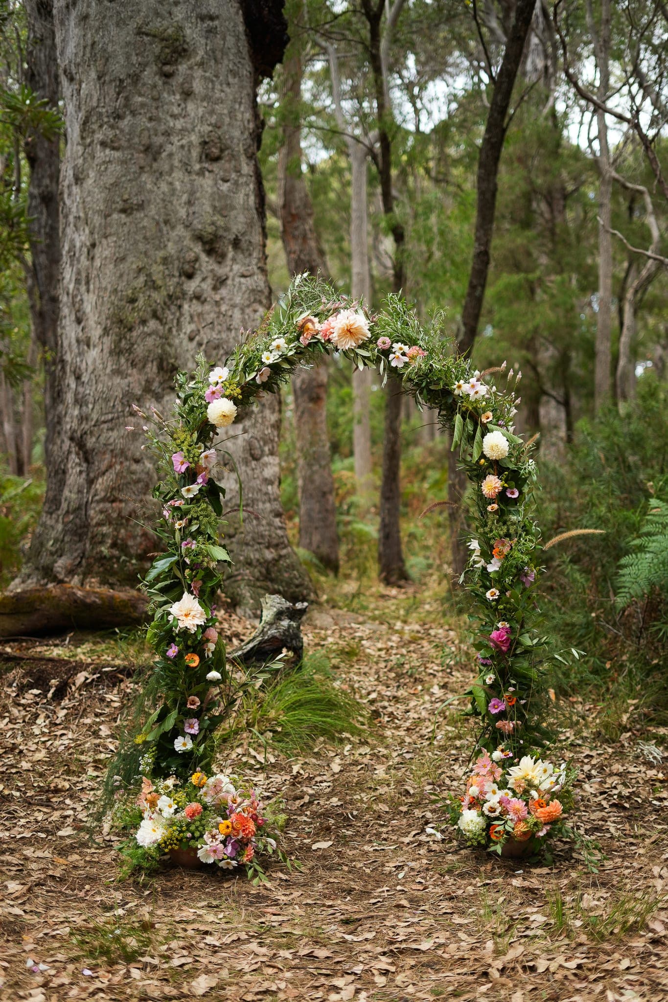 A floral ceremony arch of dahlias, cosmos and greenery standing in the karri forest.